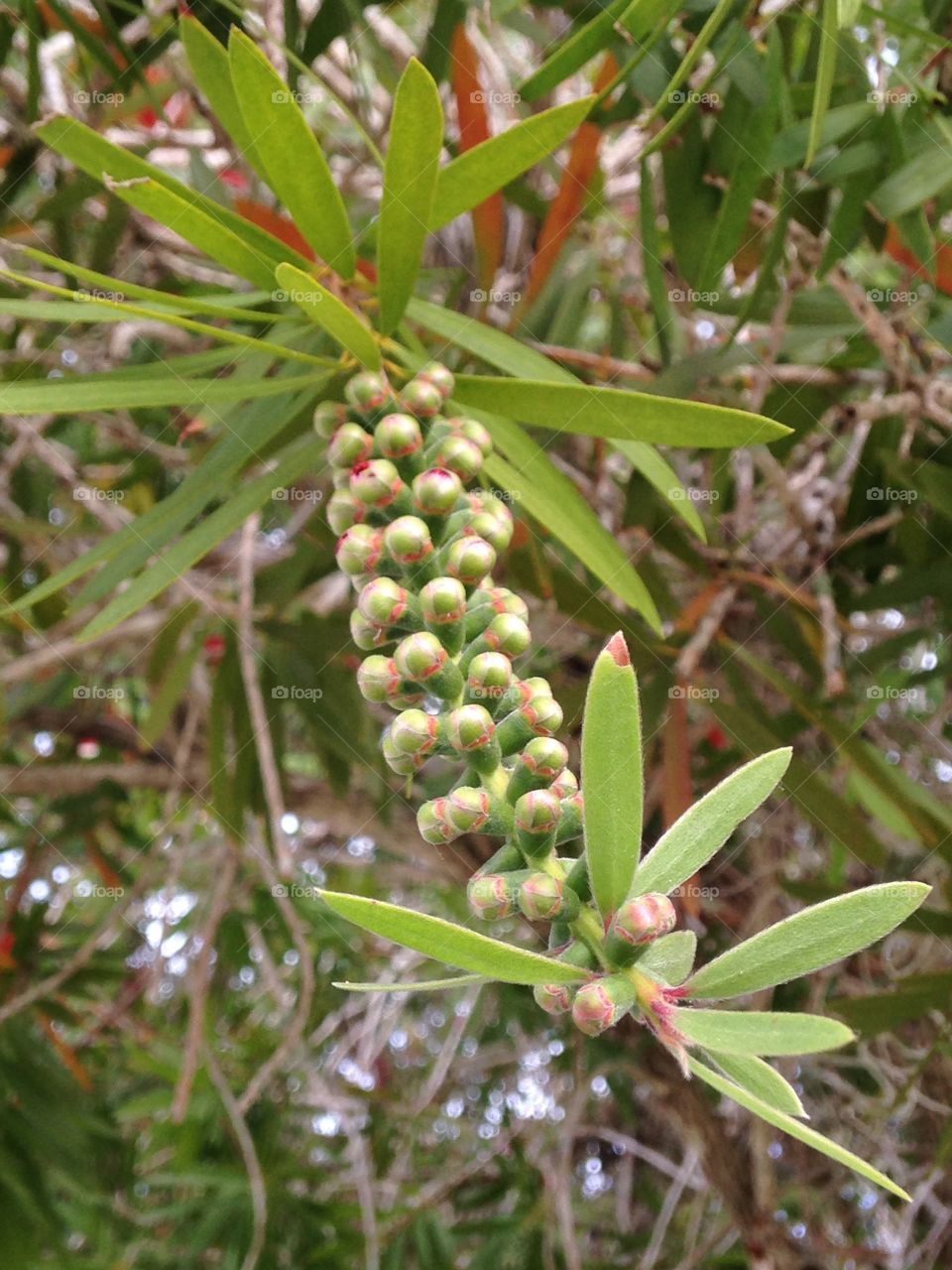 Bottle brush buds