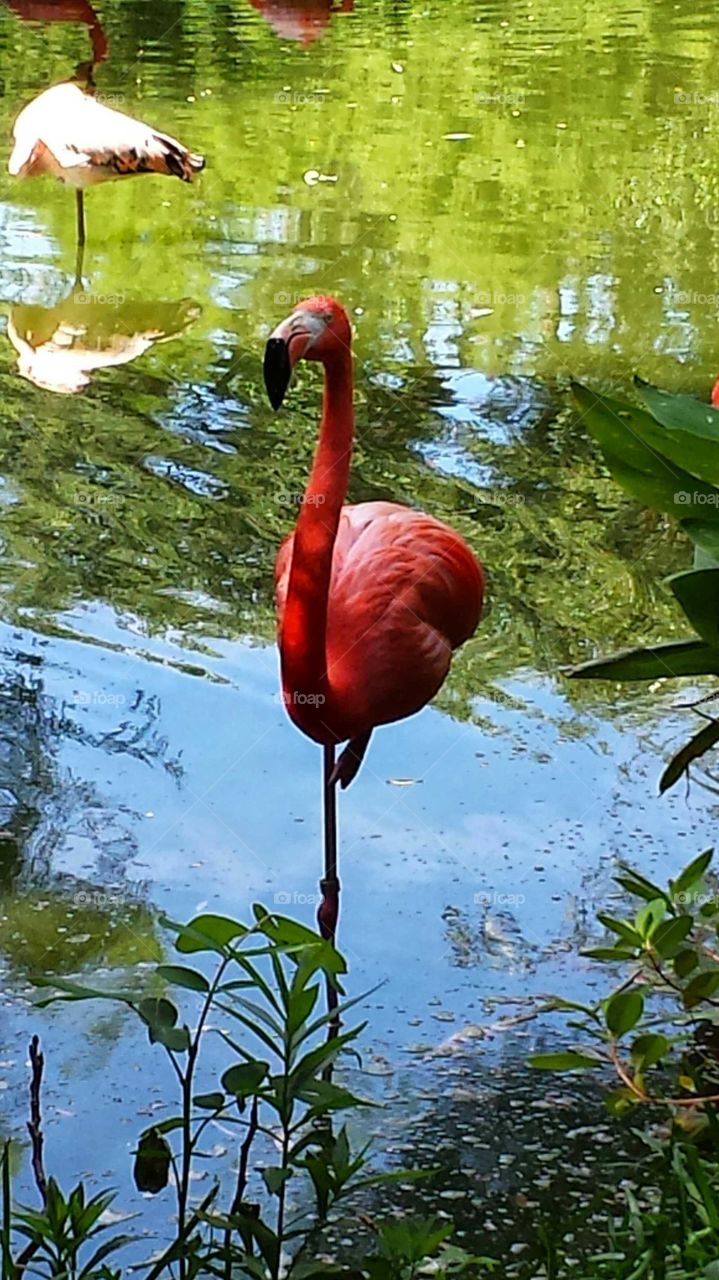 Flamingo
