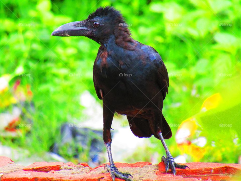 beautiful black Indian jungle crow or Corvus culminatus