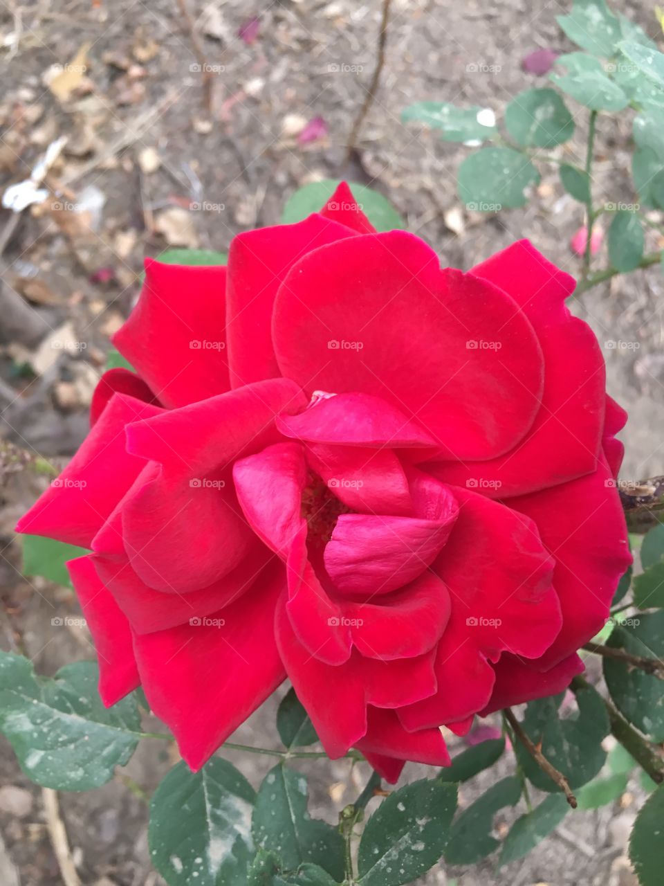 Ermoso flor roja
