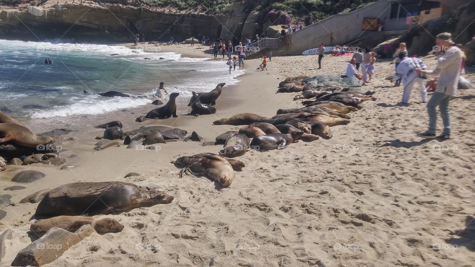 sea lions on the beach San Diego