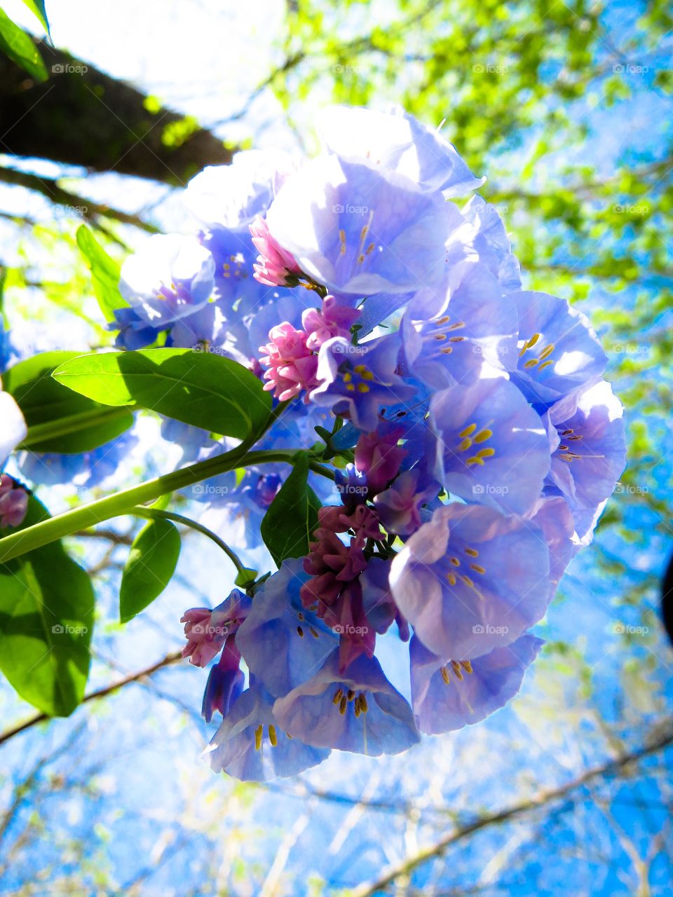 Bluebells From Below