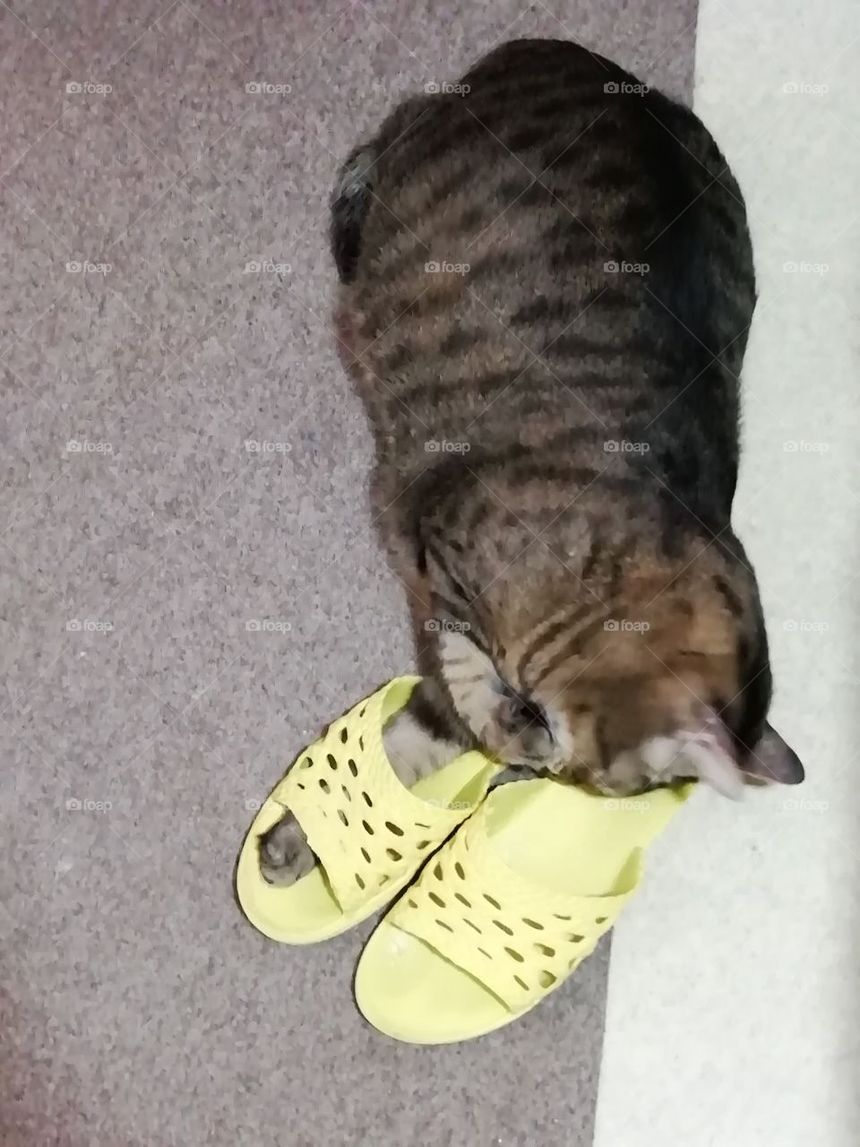 Кот и тапки