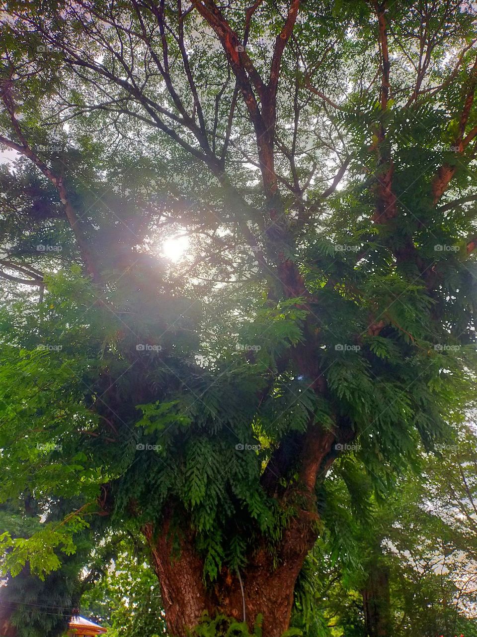 pictures of trees in different areas