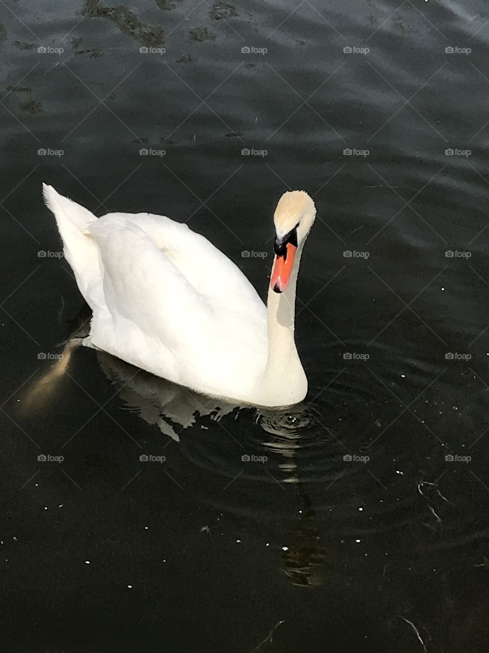 swan