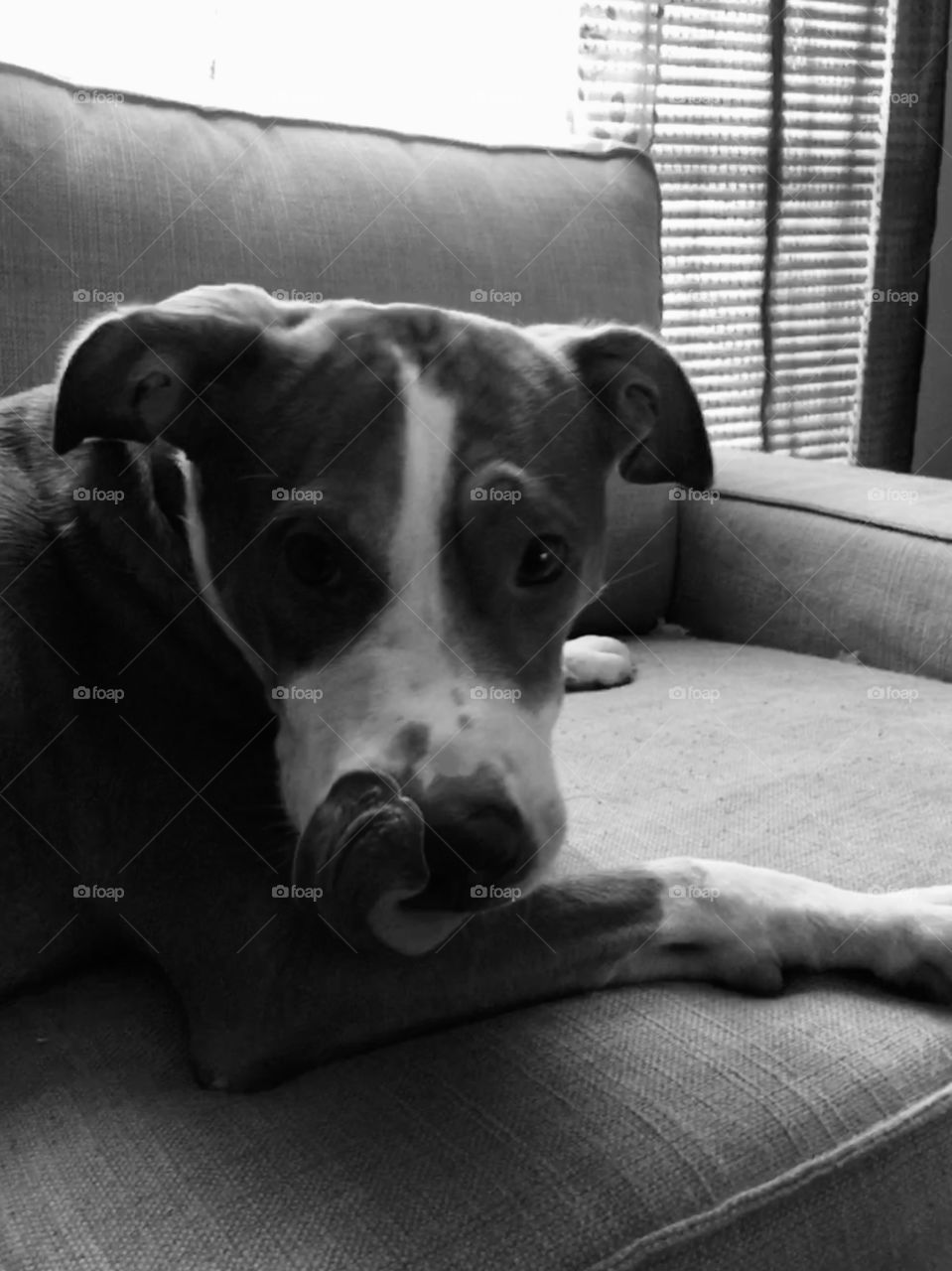 Rescue red nose pitbull licking his lips in black and white 