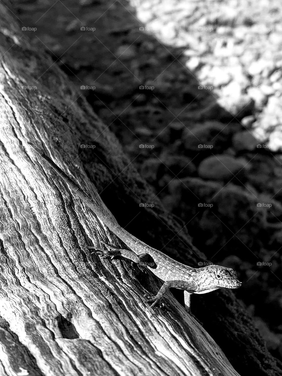 GECKO