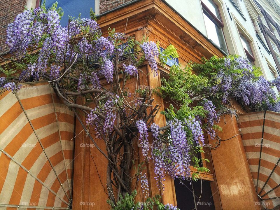 Wisteria 