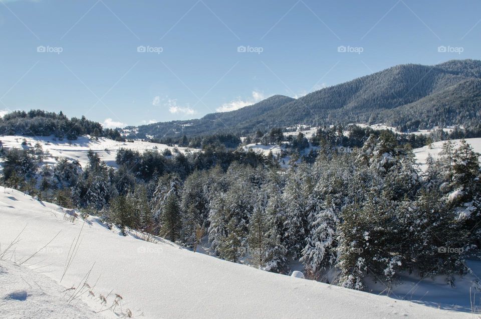 Winter landscape