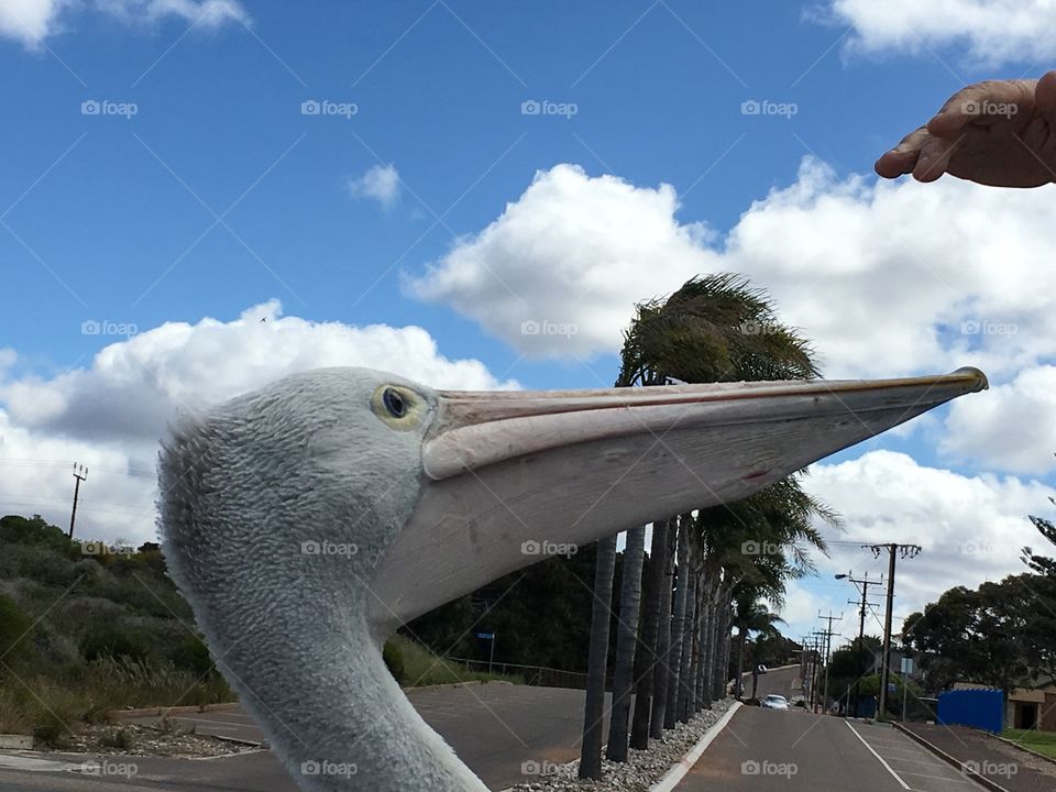 Opportunity! Two hungry and greedy Pelicans begging for handouts from people I. Their parked cars at the ocean in Australia
