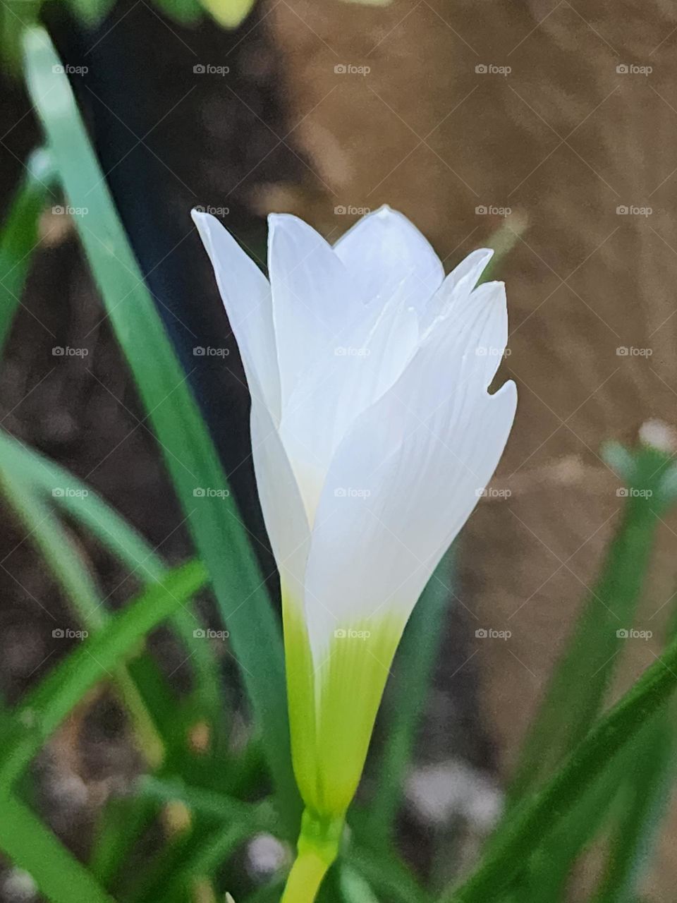 exotic white tropical