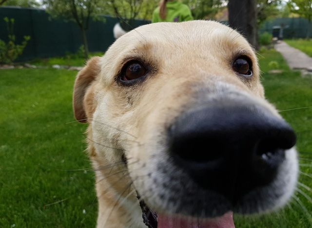 best dog ever