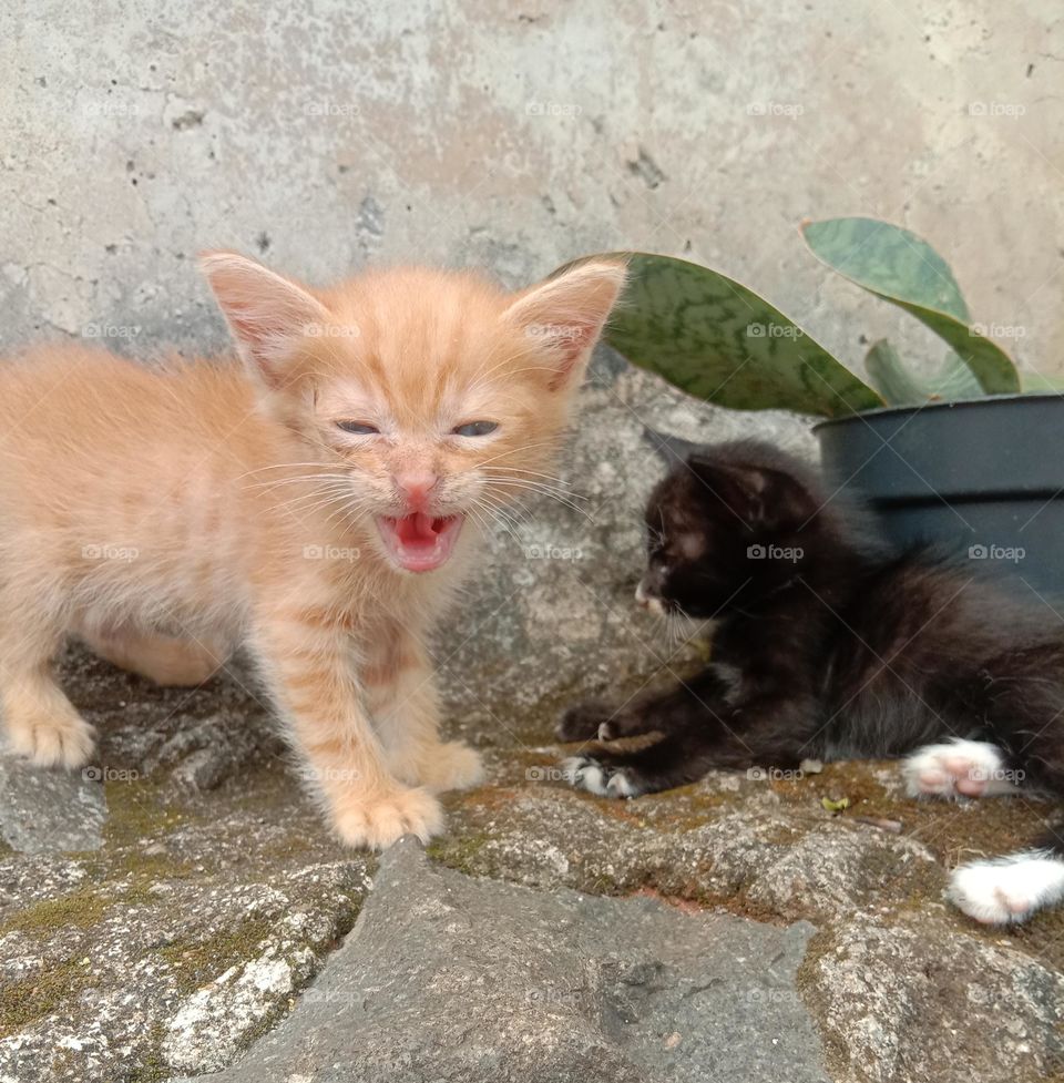 kittens and 🌵cactus pot...