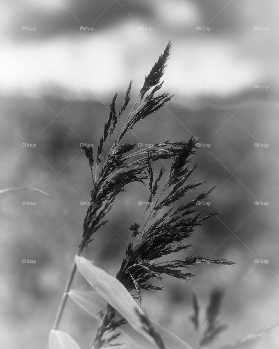 Wild grasses on my morning walk