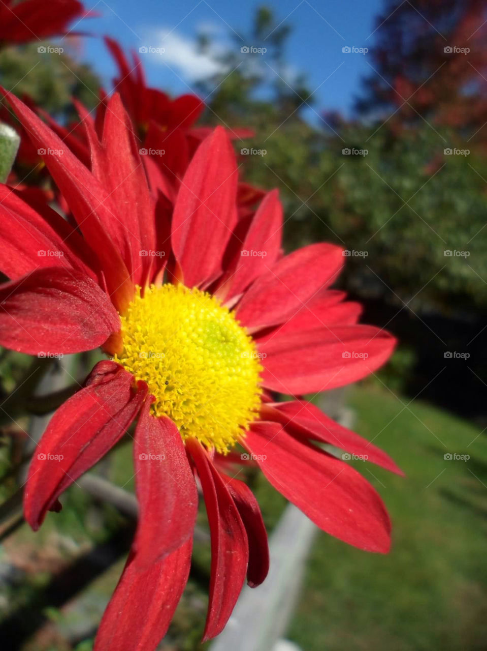 flowers nature fence mission5 by jmh