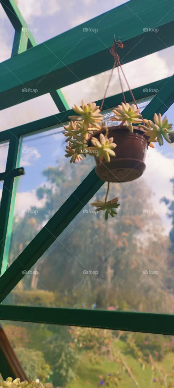 small.plant