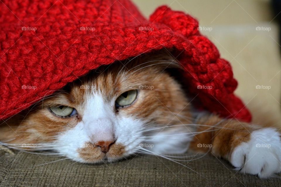 ginger cat funny beautiful portrait in red hat, autumn colours