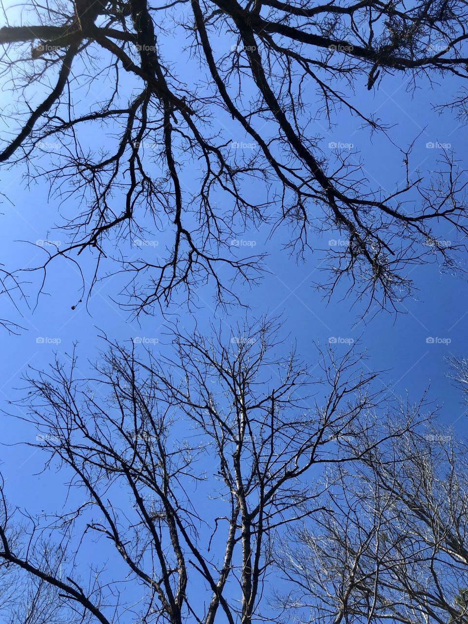 Bare tree branches against sky 