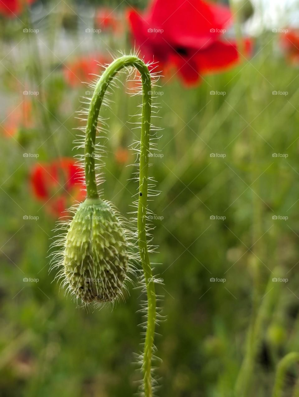 Close up of a green poppy bud