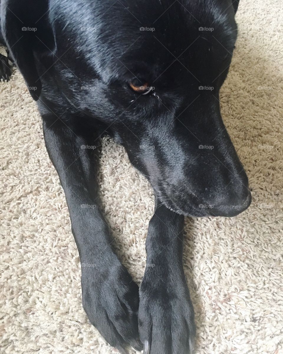 Labrador retriever shying away from the camera