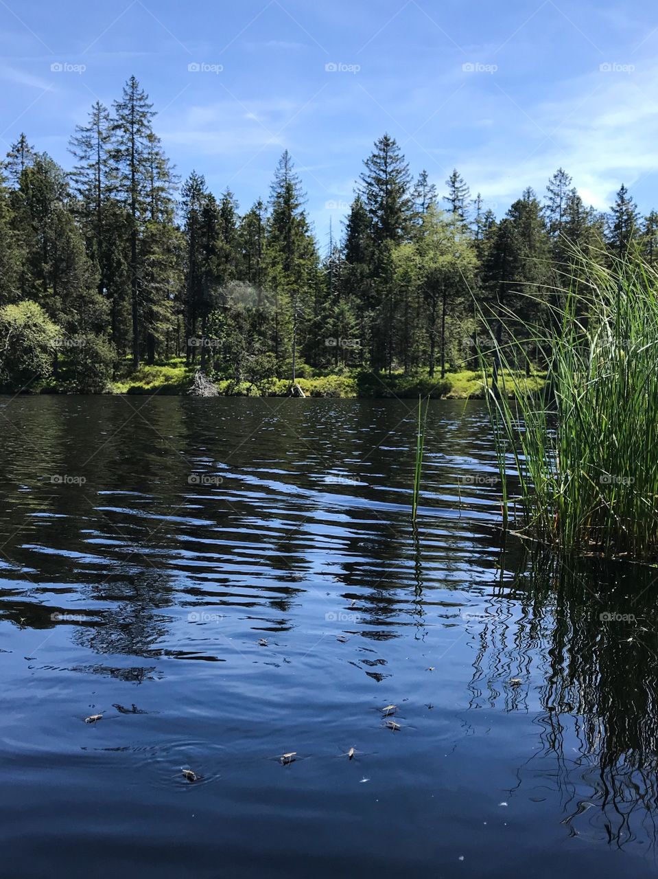 Étang de la Gruère