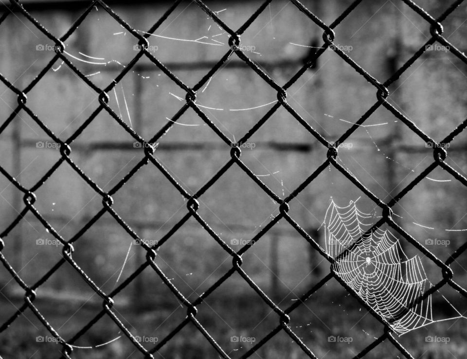Spiderweb 