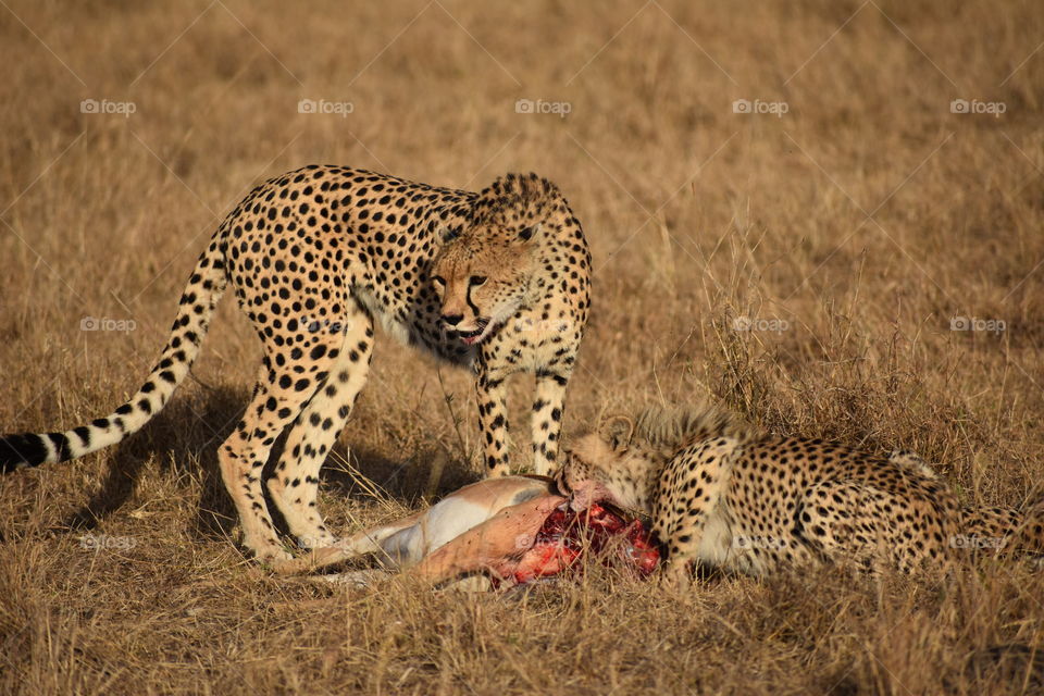 Cheetahs eating 