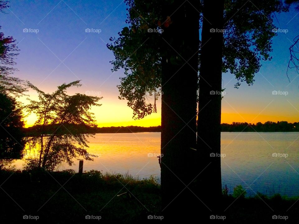 Silhouette of tree during sunset