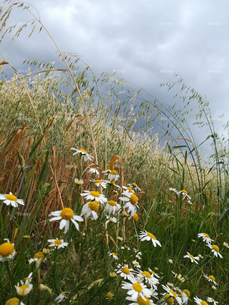 Rural Mazovian Province