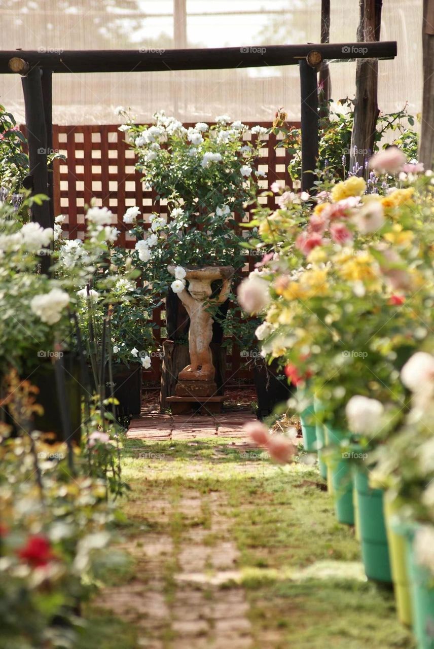 The Picadilla Rose Nursery 
