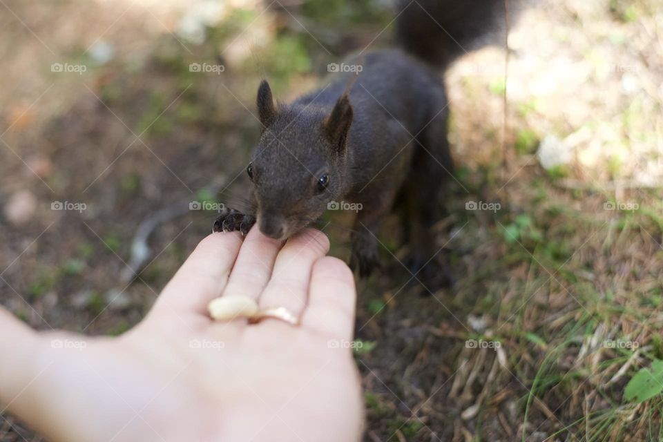 Feeding a squirrel