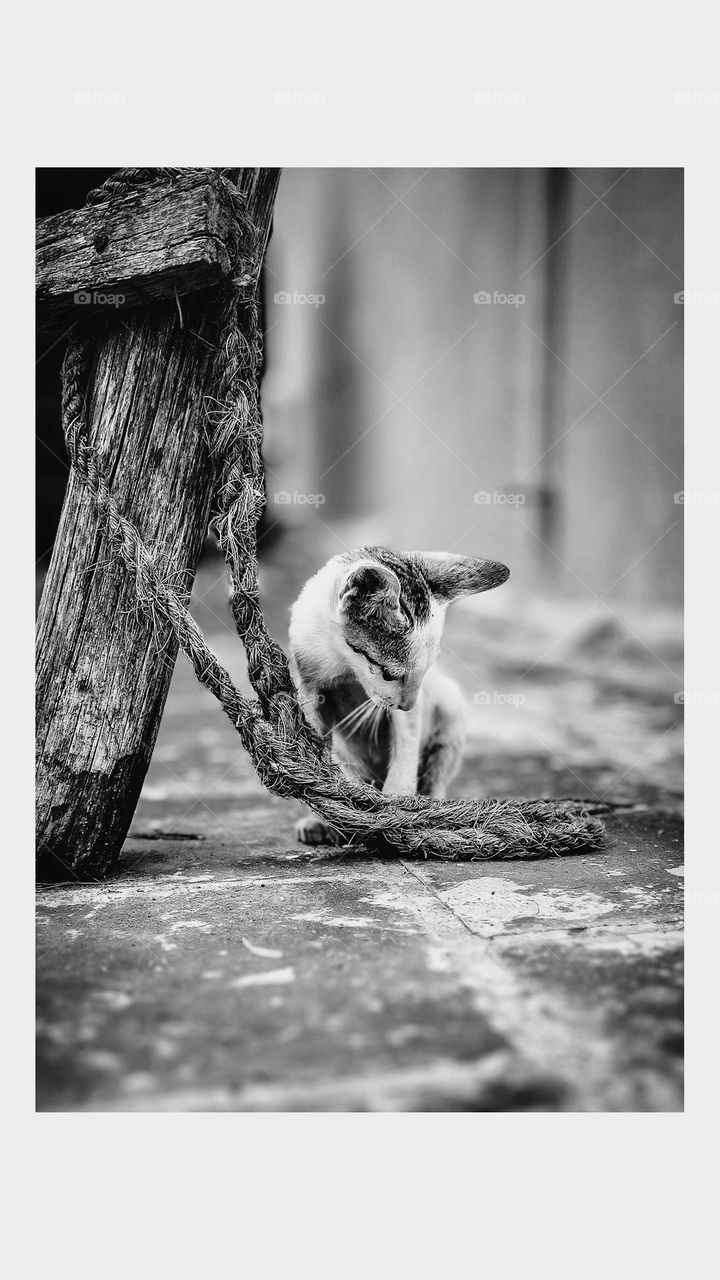 Monochromatic -  curious kitty focused on rope 