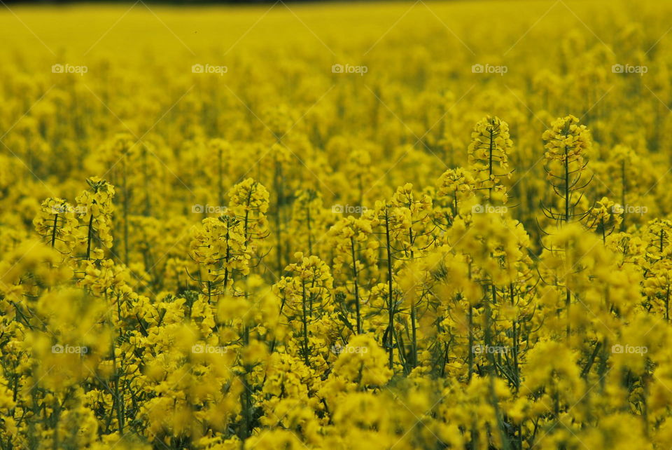 Field, Flower, Agriculture, Crop, Oil