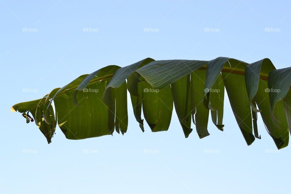 palm leaf