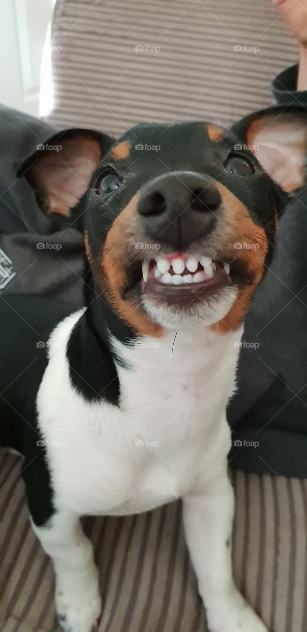 Smiley Puppy