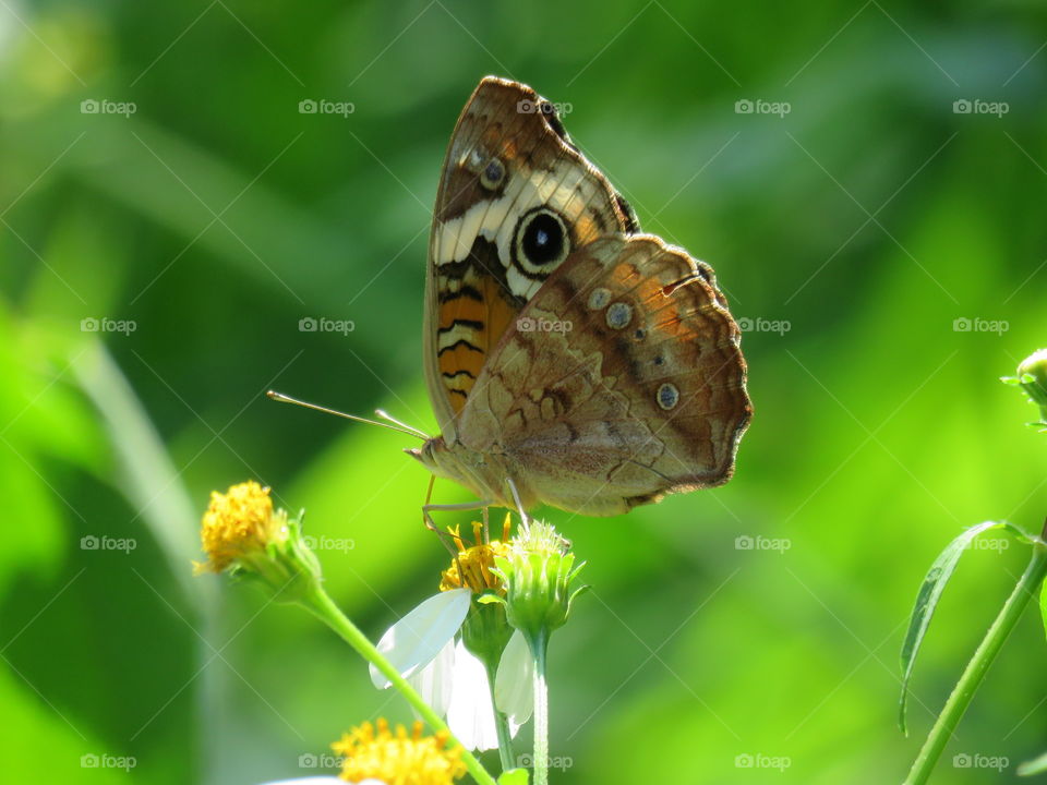 common butterfly