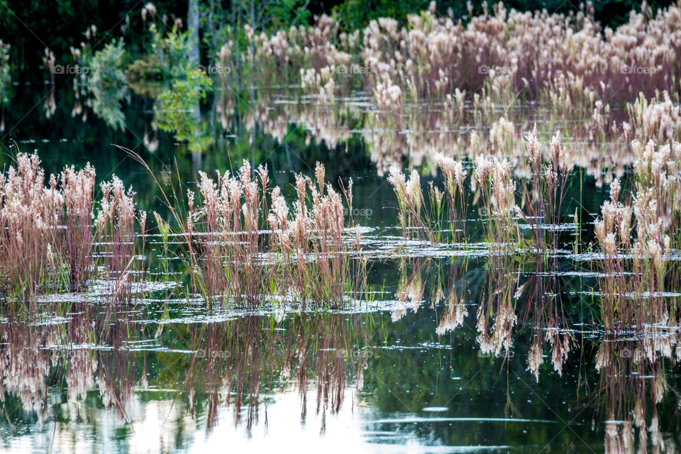 Lake on wetlands farm