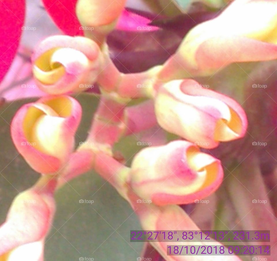 This is the very beautiful flowers.