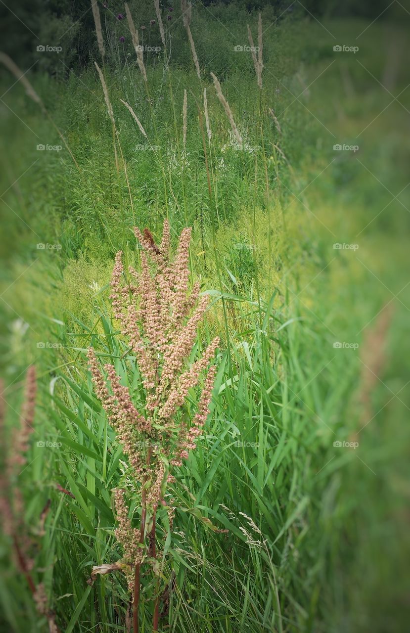 Nature. Grasses