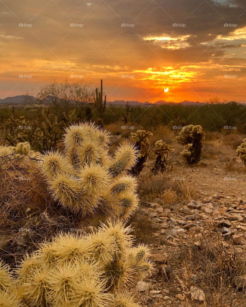 Cactus sunset at McDowell Mountain Ranch!