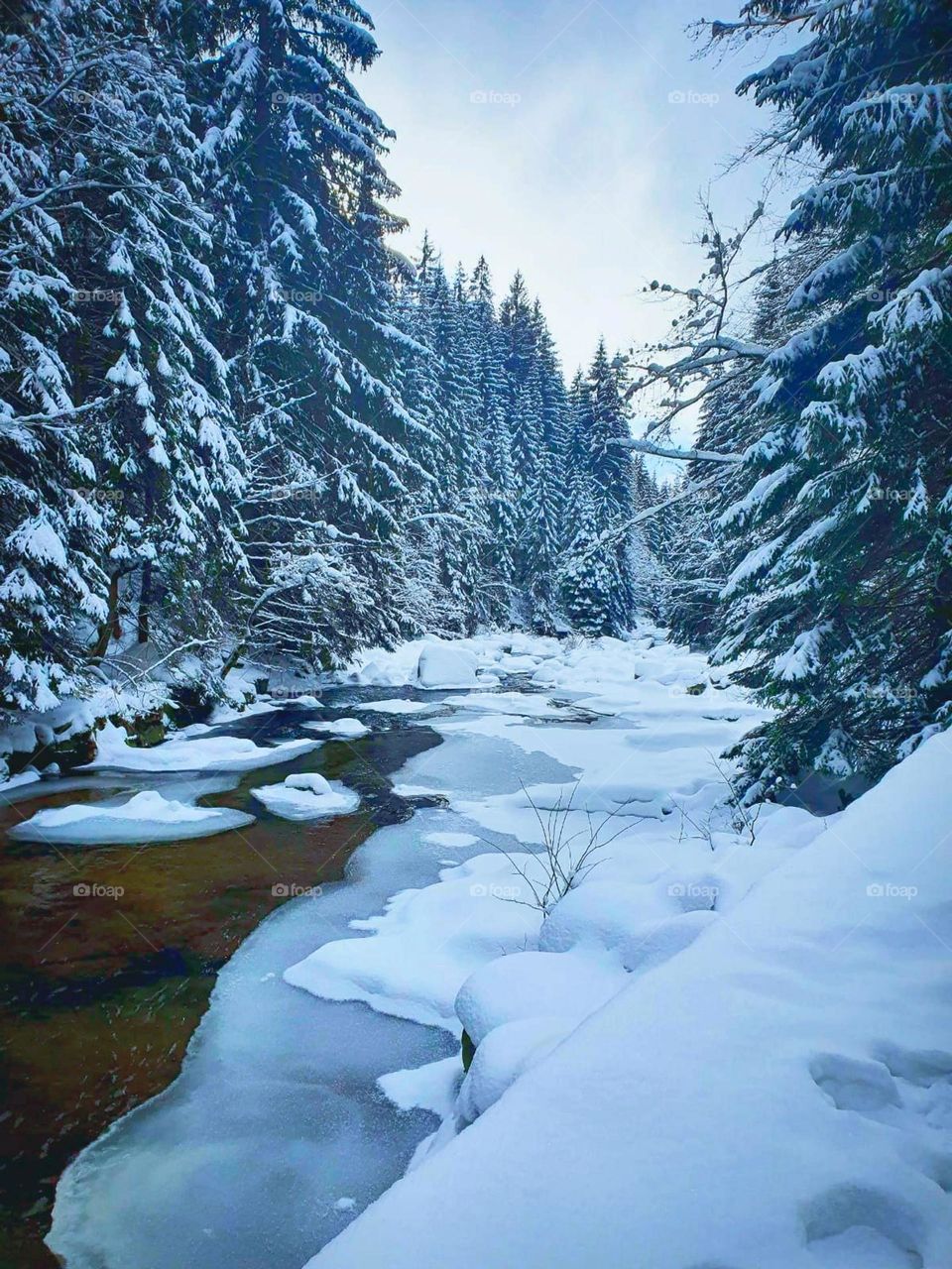 Winter. A fast river that slowly freezes over. You can see dark clear water and a strong current. Along the snow-covered river there are huge fir trees in the snow. The cold beauty of winter