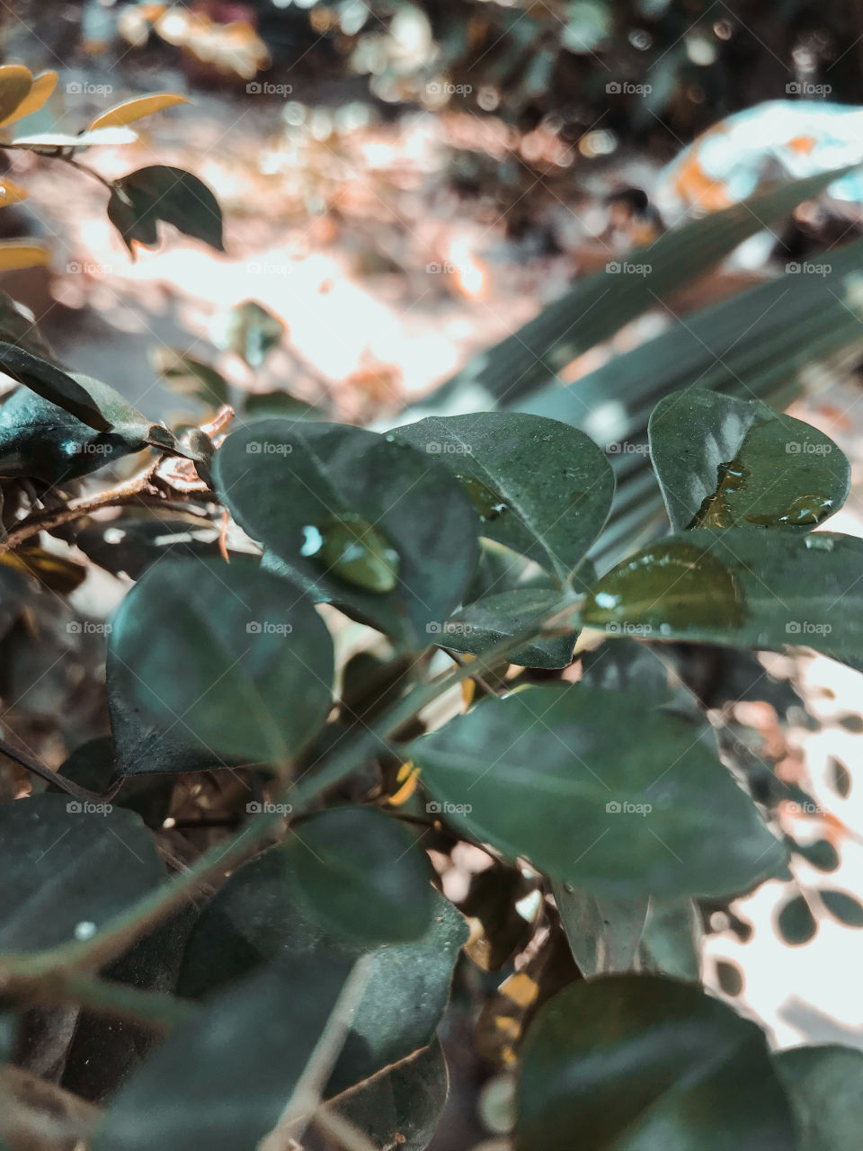 Green leaves in the garden 