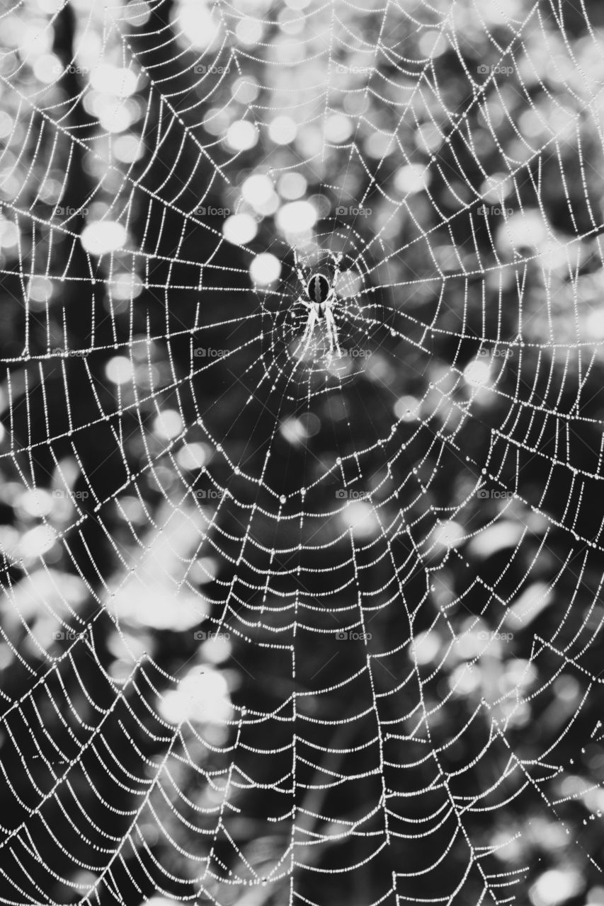 A spider resting in the midst of its creation... As if taking pride in the beautiful wreath with shining dew drops that he has created... On the backdrop of beautiful bokeh created by the filtering of light through the canopy...