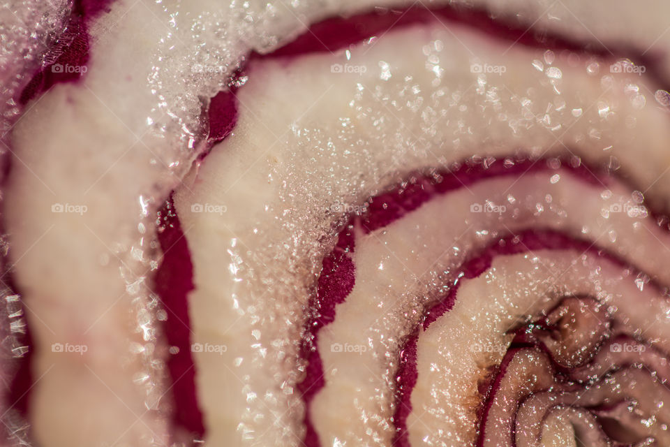 Red onion with the macro lens 