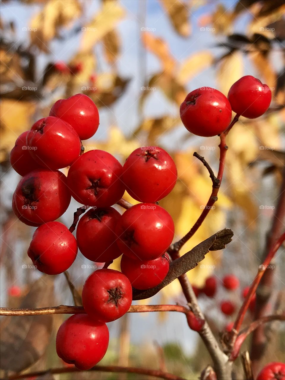 Late autumn Rowan berries 