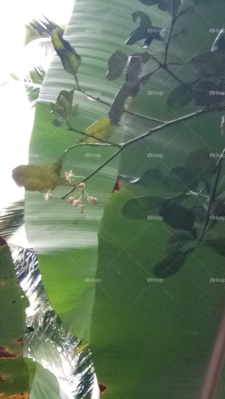 First time babloos flower