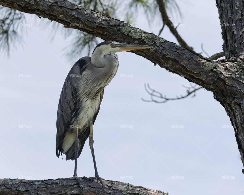 Great Blue Heron