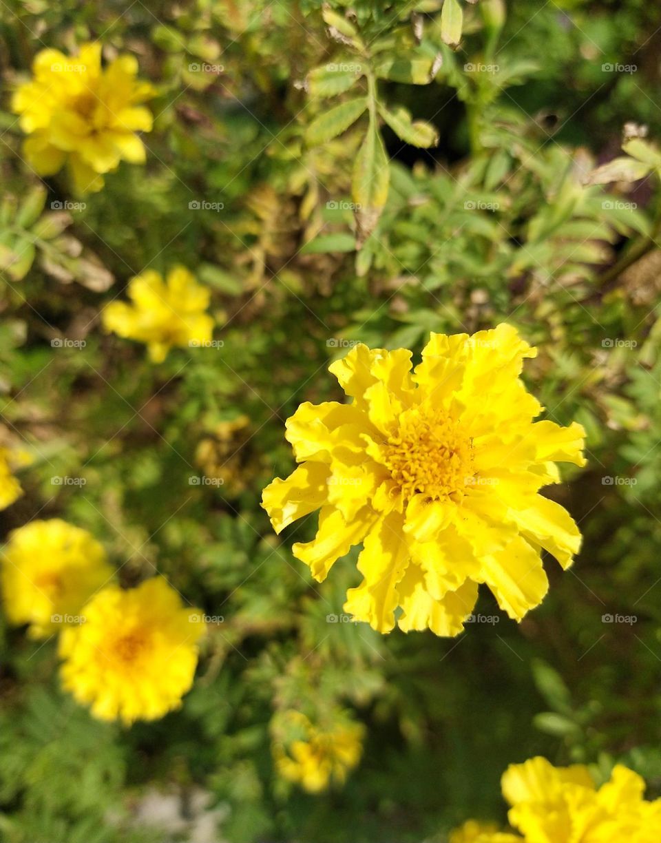 yellow flowers