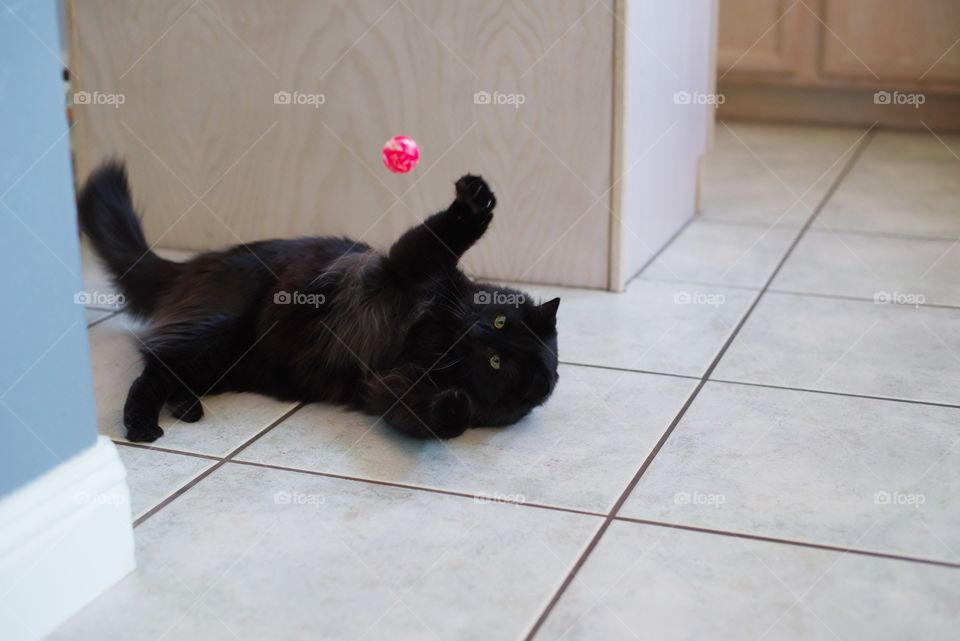 Cat playing with a bouncy ball