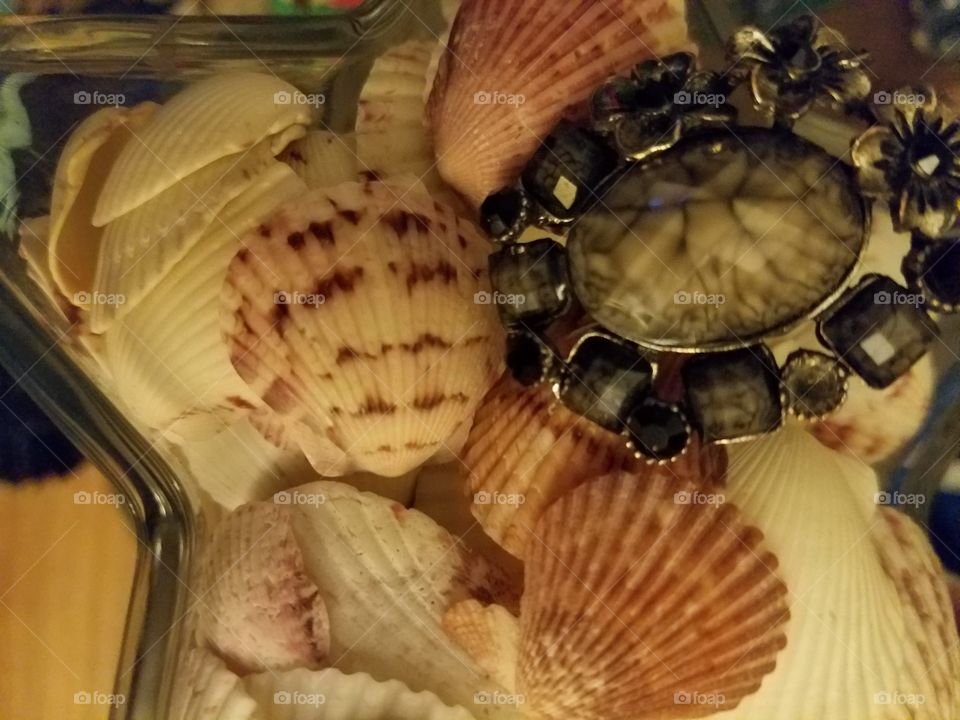 Name's Shelly. seashells by the SEASHORE is where surely you can find me